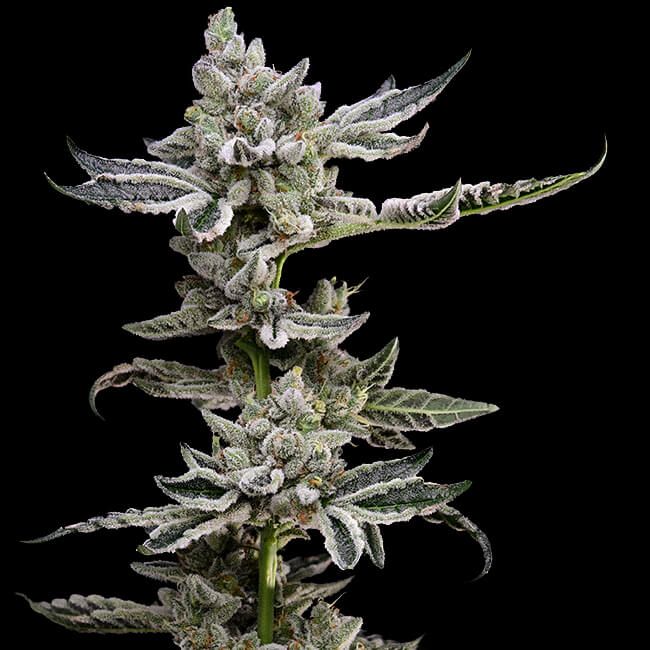 Platinum Affie 78 Reg.