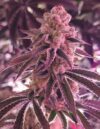 Platinum Dosha