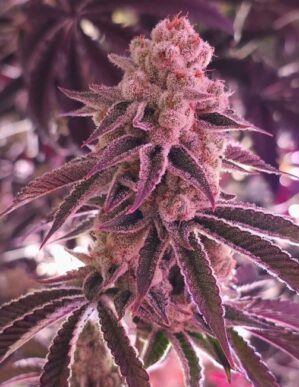 Platinum Dosha