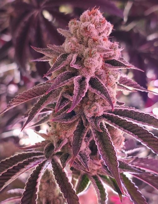 Platinum Dosha