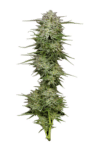 Pound Town Auto