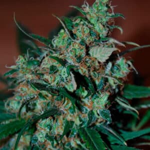 Power Bud