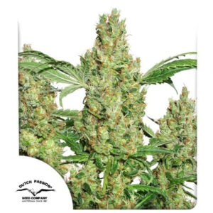 Power Plant (Dutch Passion)