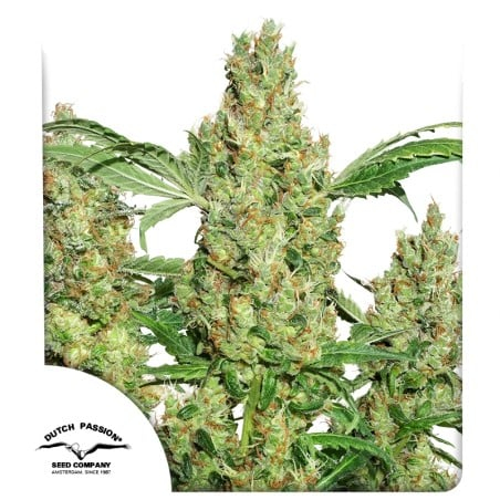 Power Plant (Dutch Passion)