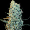 Power Plant (Spliff Seeds)