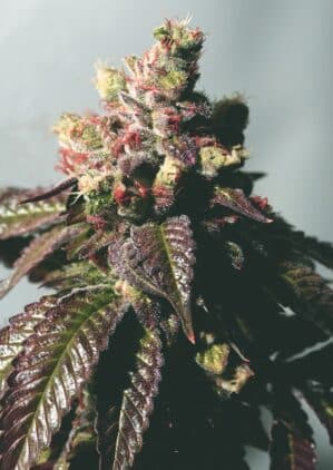 Pre-98 Bubba BX2