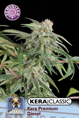 Premium Diesel