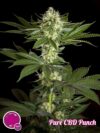 Pure CBD Punch