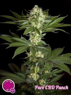 Pure CBD Punch