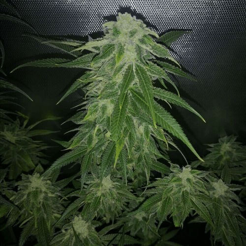 Pure CBG