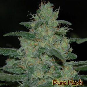 Pure Kush
