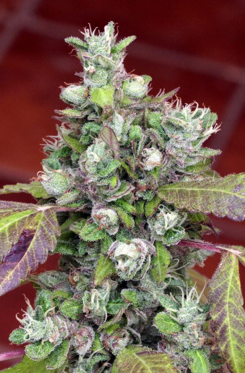 Pure Kush Cookies