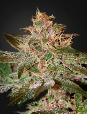 Pure Kush (Green House Seeds)