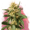 Pure Power Plant Auto (Nirvana Seeds)