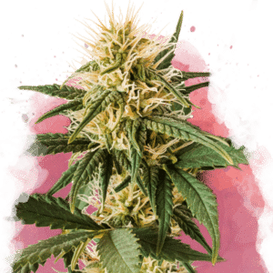 Pure Power Plant Auto (Nirvana Seeds)