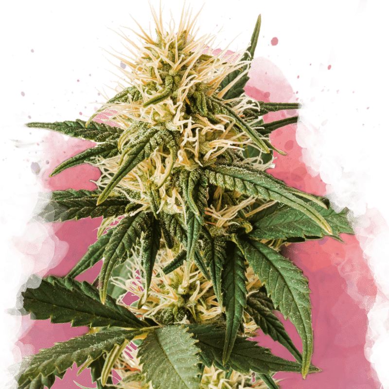 Pure Power Plant Auto (Nirvana Seeds)