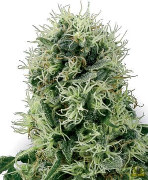 Pure Power Plant (White Label Seeds)
