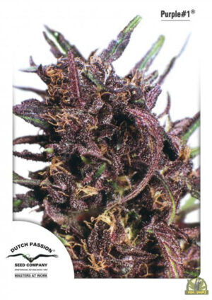 Purple #1 Reg.