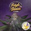 Purple Banana Cream Limited