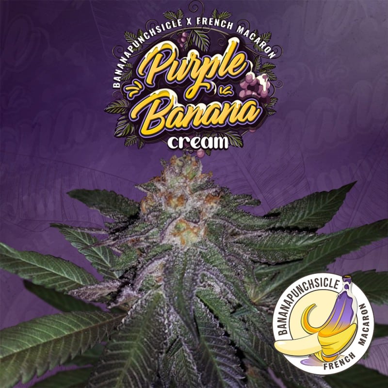 Purple Banana Cream Limited