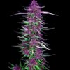 Purple Berry Kush