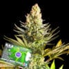 Purple Berry Punch