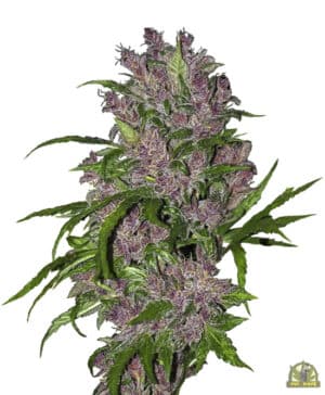 Purple Bud Automatic