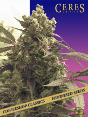 Purple (Ceres Seeds)