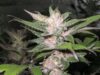 Purple Chem
