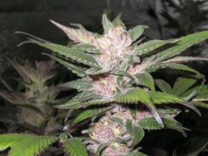 Purple Chem