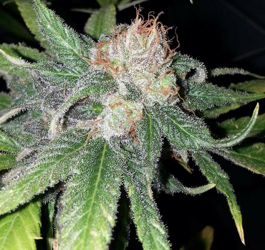 Purple Crack
