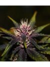 Purplediol Auto CBD