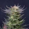 Purple Dream Auto Limited Edition
