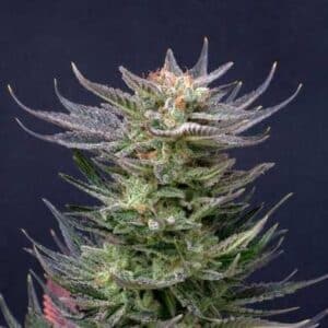 Purple Dream Auto Limited Edition