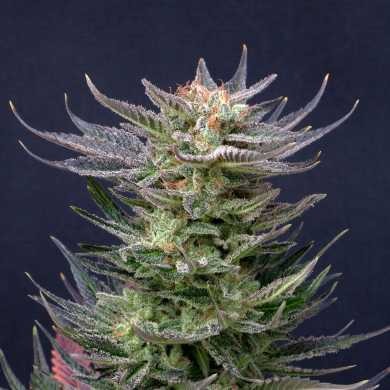 Purple Dream Auto Limited Edition
