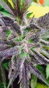 Purple Dream Reg.