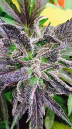 Purple Dream Reg.