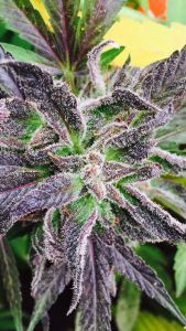 Purple Dream Reg.