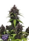 Purple Haze Auto (FastBuds)