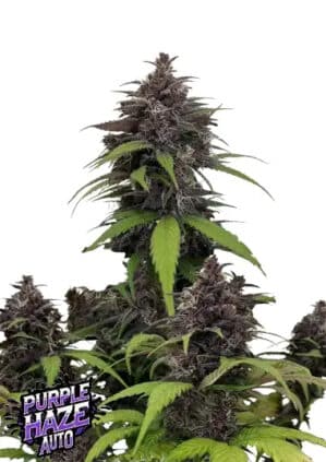 Purple Haze Auto (FastBuds)