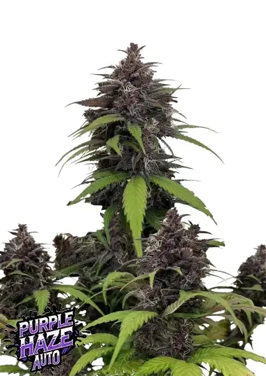 Purple Haze Auto (FastBuds)
