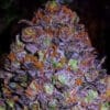 Purple Haze Auto (Original Sensible Seeds)