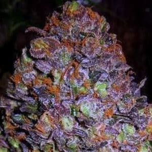 Purple Haze Auto (Original Sensible Seeds)