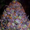 Purple Haze Auto (Original Sensible Seeds)