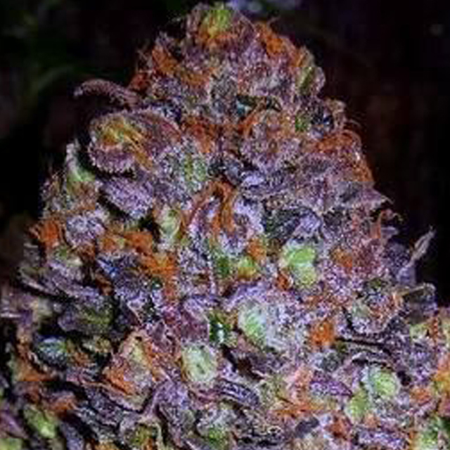 Purple Haze Auto (Original Sensible Seeds)