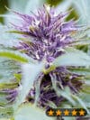 Purple Haze Auto (PowerStrains)