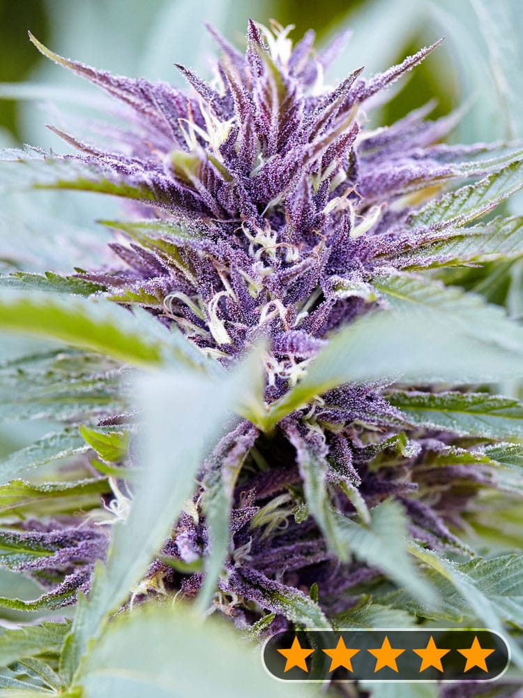 Purple Haze Auto (PowerStrains)