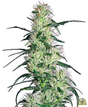 Purple Haze (White Label Seeds)