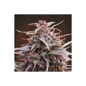 Purple Haze x Malawi Reg.