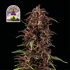 Purple Kush CBD 1:1 Auto